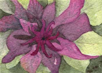 "Wild Flower" by Anne Irish, Middleton WI - Watercolor